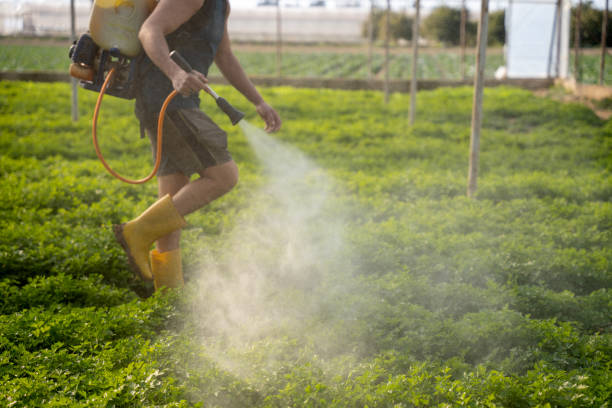 Best Residential Pest Control  in Allen, TX