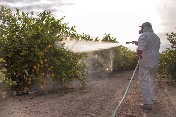 Best Mosquito Control Services  in Allen, TX