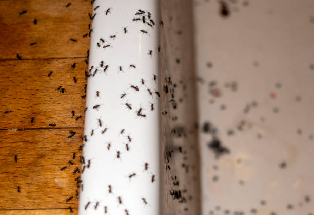 Best Exterminator Services  in Allen, TX
