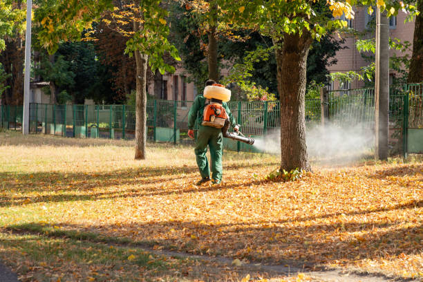 Best Spider Control Near Me  in Allen, TX