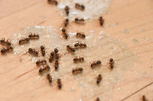 Best Pest Control Near Me  in Allen, TX