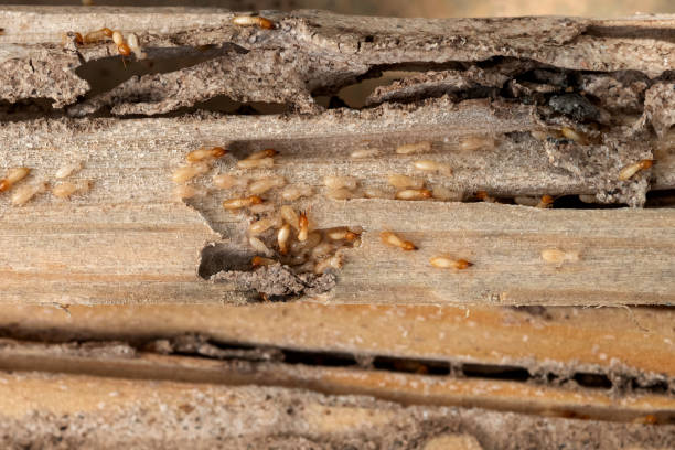 Best Cockroach Control Services  in Allen, TX